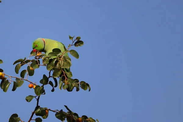 Perroquet Vert Mangeant Jujube Mûr Sur Jujube Arbre Contre Ciel — Photo