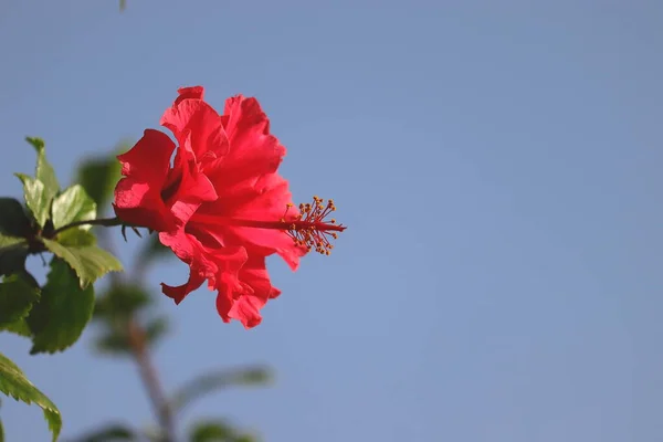 Fiore Rosso Sfocato Ibisco Contro Cielo Blu — Foto Stock