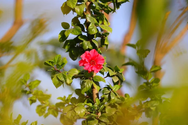 Flor Hibisco Florescendo Árvore Hibisco Verde Com Fundo Defocus — Fotografia de Stock