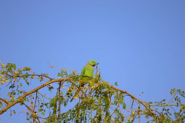 Mavi gökyüzüne karşı ağaç dalında oturan bir papağan.