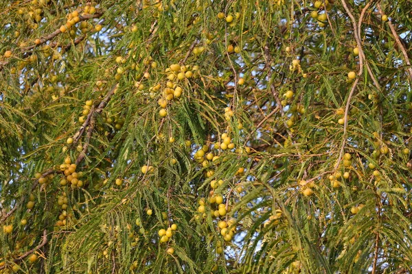 Angrešt Ovoce Rostoucí Amla Stromu Zahradě — Stock fotografie