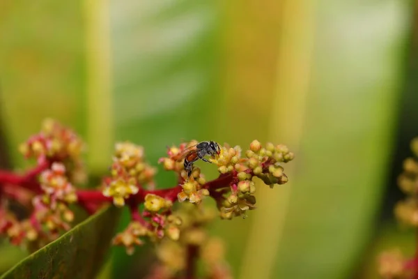 A honey bee collecting pollen on flowers of mango plant with defocus background