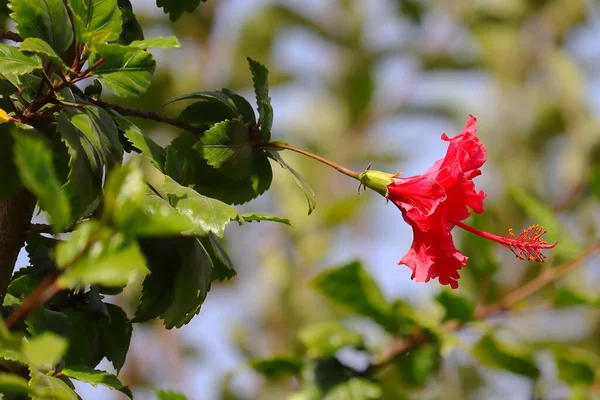 Uma Flor Hibisco Vermelho Está Florescendo Planta Hibisco Com Foco — Fotografia de Stock