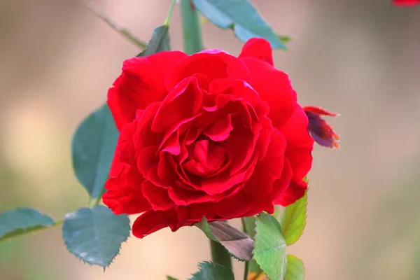 red rose flower on rose plant in garden against selective focus points background, gardening concept