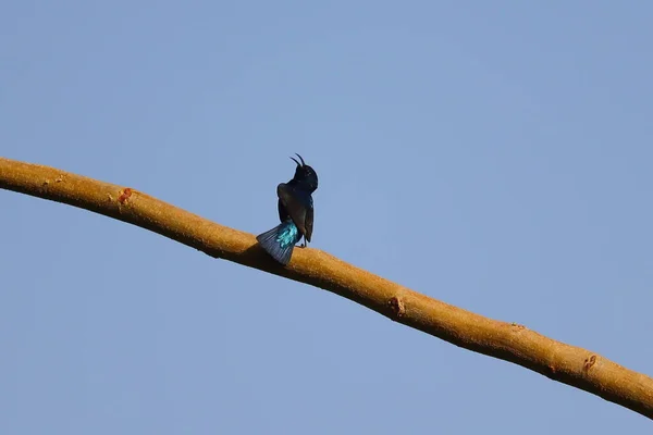 Colibrí Negro Bailando Una Rama Árbol Con Fondo Desenfocado Observando — Foto de Stock