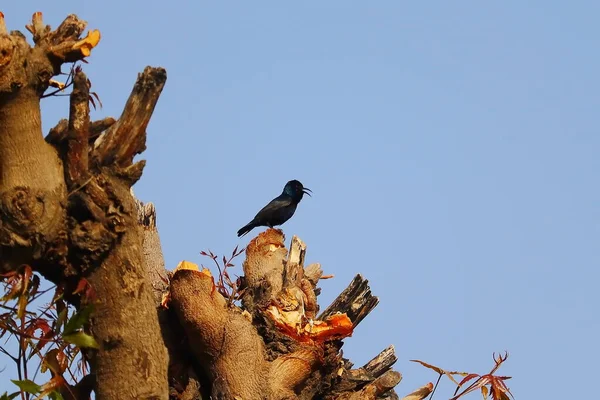 Colibrì Nero Appollaiato Ramo Albero Neem Con Sfondo Sfocato Bird — Foto Stock