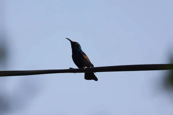 Colibrì Nero Appollaiato Filo Nero Elettricità Contro Cielo Blu Con — Foto Stock