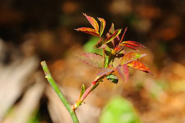 rose leaves growing on plant with defocus background, rose cutting and gardening concept