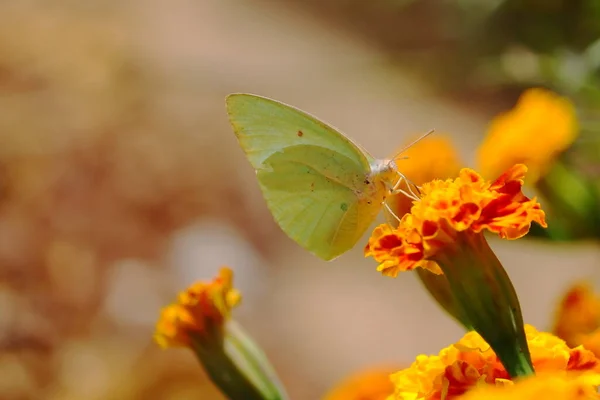 Succo Nutrente Farfalla Fiore Calendula Giallo Giardino India — Foto Stock