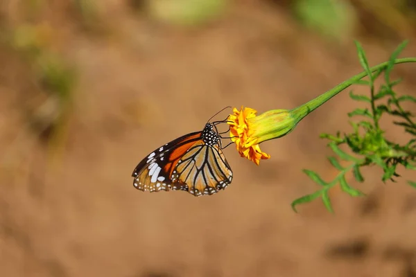 Monarch Motýl Krmení Šťáva Žluté Marigold Květ Proti Selektivní Ohniskové — Stock fotografie
