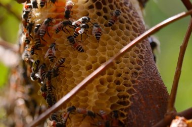 Bal arıları bal tarağıyla birlikte çalışıyorlar.