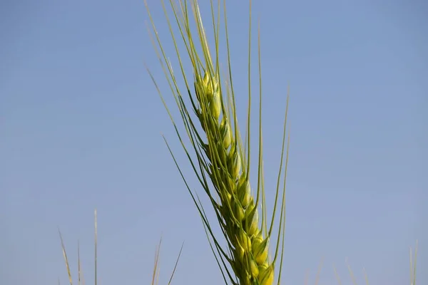 Detailní Záběr Pšeničného Ucha Proti Modré Obloze — Stock fotografie