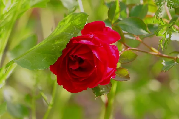 Flor Rosa Roja Con Puntos Enfoque Selectivos — Foto de Stock