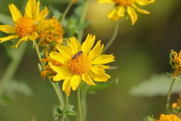 Dziki Miód Pszczoła Żółty Kwiat Lesie — Zdjęcie stockowe