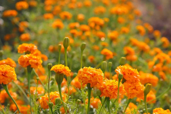 Jardín Flores Caléndula Invierno Con Puntos Enfoque Suaves Selectivos — Foto de Stock