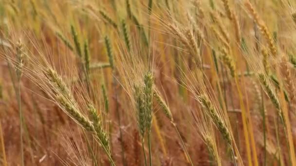 Details of wheat ears — Stock Video