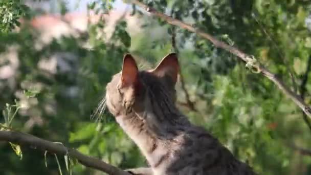 Gato assistindo caça na árvore — Vídeo de Stock