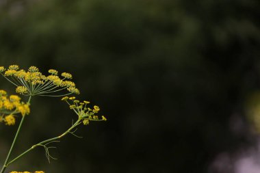 copy space of fennel flower with blurred background clipart