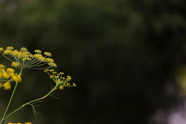 Copia Spazio Del Fiore Finocchio Con Sfondo Sfocato — Foto Stock