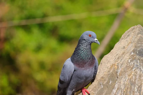 Taubenvogel Steht Auf Felsen — Stockfoto