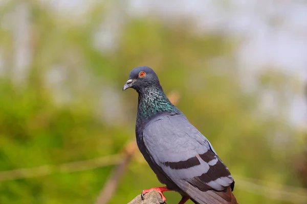 Pigeon Colombe Perché Sur Rocher — Photo