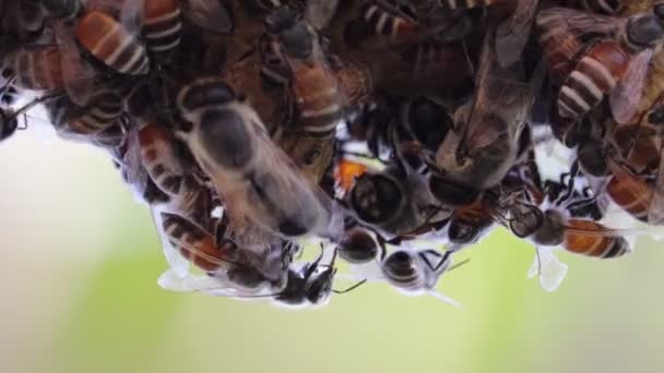 Honigbiene — Stockvideo