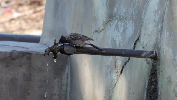 Bulbul rojo abovedado — Vídeos de Stock