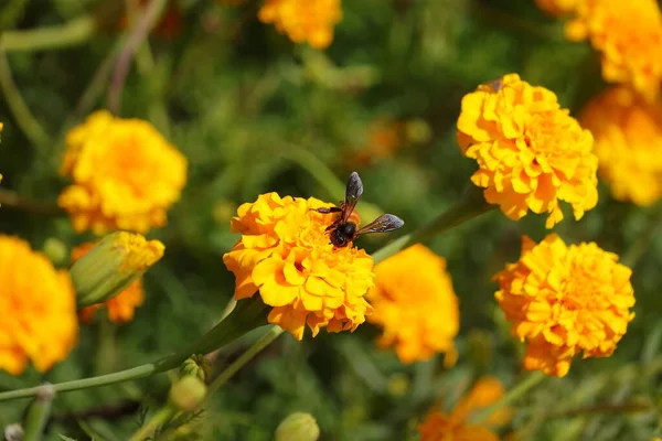 Abeja Apis Miel Recoger Polen Flor Caléndula Amarilla Jardín — Foto de Stock