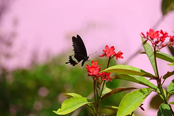 庭の赤い花にジュースを与える黒のツバメの尾の蝶の眺め — ストック写真