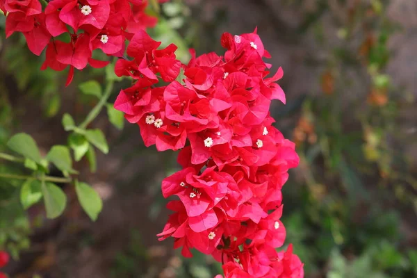 Flores Buganvillas Rojas Floreciendo Jardín —  Fotos de Stock