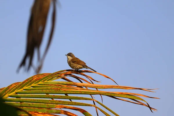 Обыкновенная Птица Сидящая Пальмовом Листке — стоковое фото