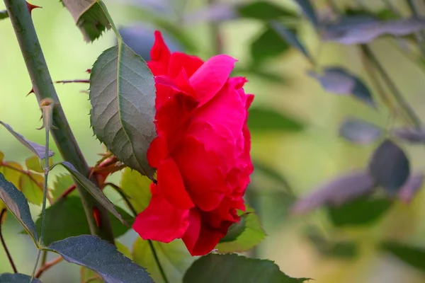 Resmi Bahçede Kırmızı Gül Çiçeğinin Yan Görüntüsü — Stok fotoğraf