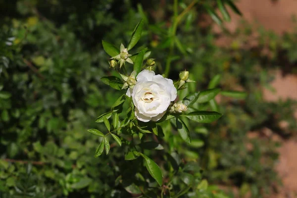 春天的时候 在正规的花园里盛开着一朵白玫瑰 — 图库照片