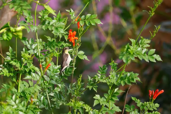 Самка Солнечной Птицы Сидящая Ветке Желтого Цветка Весной — стоковое фото