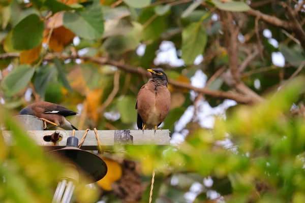 Jungle Myna Bird Sitting Outdoor Pole Summer — Stock Photo, Image