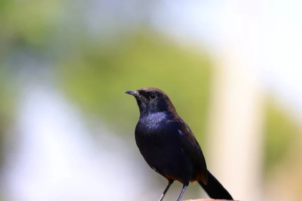 Gros Plan Noir Dos Indien Robin Oiseau Assis Dans Nature — Photo