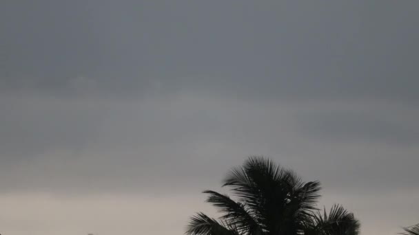 モンスーンの季節 雨の天気で吹いてヤシの木に侵入不吉な雲の暗い 嵐の景色 — ストック動画