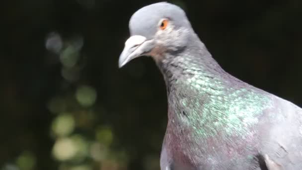 Pombo Sentado Tronco Árvore Estado Natural — Vídeo de Stock