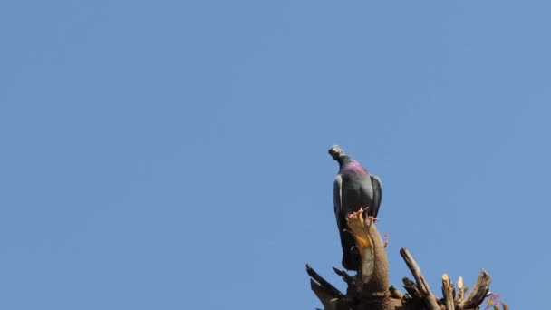 Gros Plan Pigeon Oiseau Dans Nature Plein Air — Video