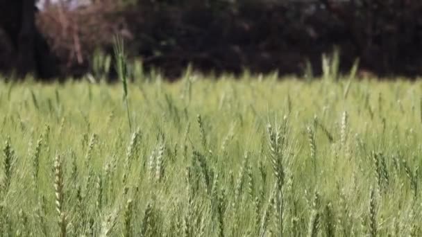 Крупним Планом Вуха Зеленої Пшениці Ростуть Пшеничному Полі — стокове відео