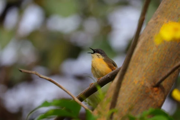 Common Tailorbird Singing Songs Tree Branch Summer Time Bird Watching — Stock Photo, Image