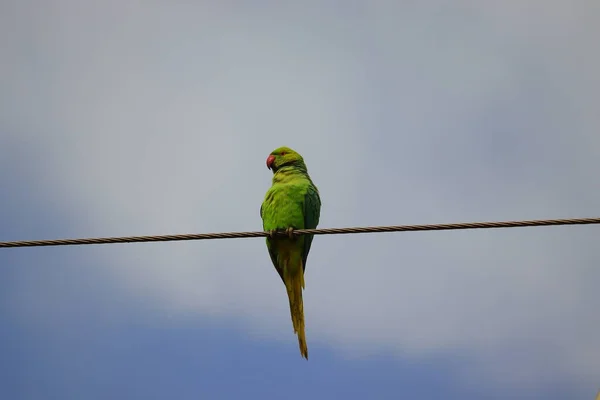 Aumentou Papagaio Anelado Poleiro Arame Contra Céu Nublado Observação Pássaros — Fotografia de Stock