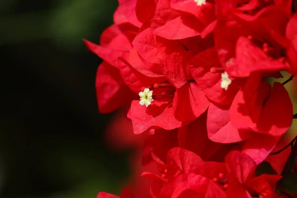 Mikro Zdjęcie Czerwonego Kwiatu Bougainvillea Wiosnę Tło Kwiatów — Zdjęcie stockowe