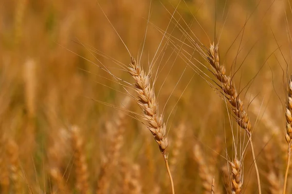 Крупним Планом Вуха Пшениці Або Ячменю Сільському Господарстві Пшениці Або — стокове фото