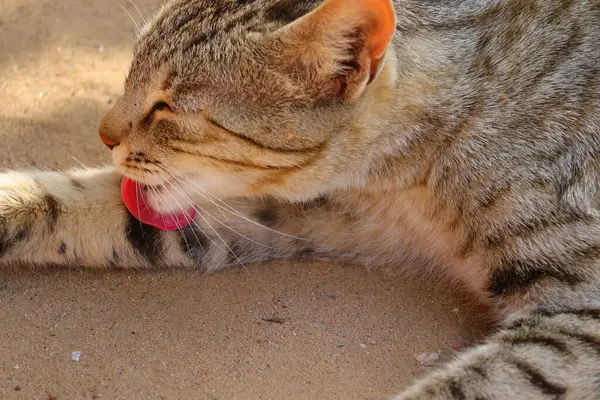 Nahaufnahme Einer Wildkatze Die Die Füße Mit Ihrer Zunge Reinigt — Stockfoto