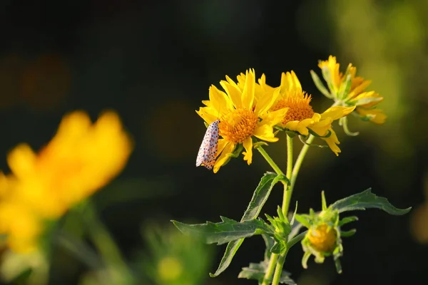 Lkbaharda Utetheisa Nın Sarı Çiçekli Pulchella Kelebeğinin Resmi Böcek Arkaplanı — Stok fotoğraf