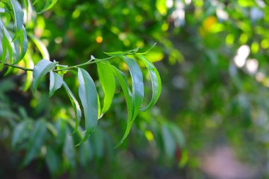Yazın bahçedeki yeşil badem yaprakları, arka plandaki yapraklar ya da desenli
