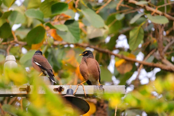 Nahaufnahme Des Männlichen Myna Vogels Der Herbst Auf Der Stange — Stockfoto