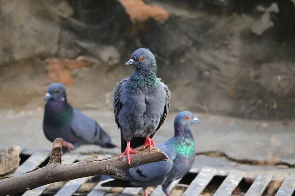 Close Rock Dove Pigeon Sitting Wood Summer Bird Background — Stock Photo, Image