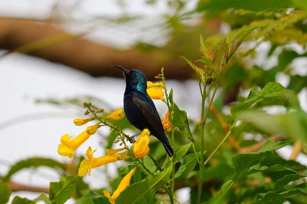 Imagen Pájaro Solar Morado Sentado Rama Flores Amarillas Temporada Primavera — Foto de Stock